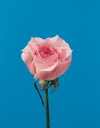Botanical Flower Name Rose Bridal Pink