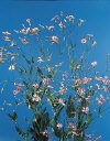 Common Flower Name Saponaria