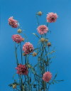 Common Flower Name Pincushion flower annual