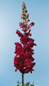 Common Flower Name Snapdragon magenta