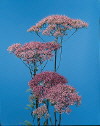 Botanical Flower Name Tracelium