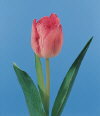 Botanical Flower Name Tulip pink