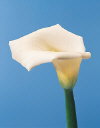 Botanical Flower Name Calla lily white